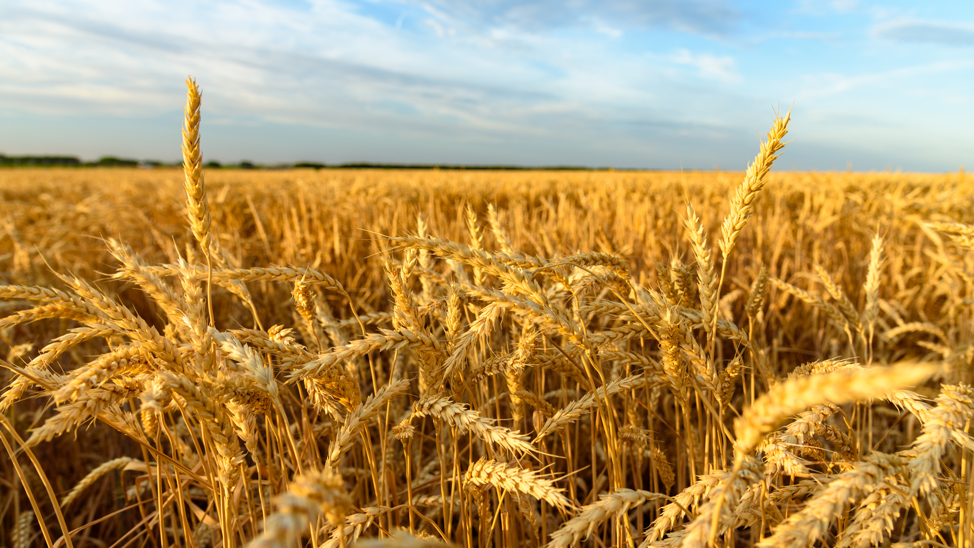 "Russia Eyes Southeast Asia in Bold Grain Export Push"